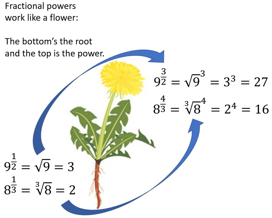 Flower power for fractional indices - the root is at the bottom