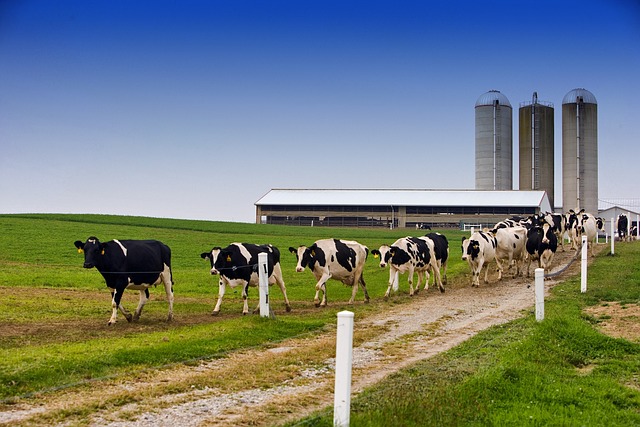 Farm with silos (for rate of flow) and cows